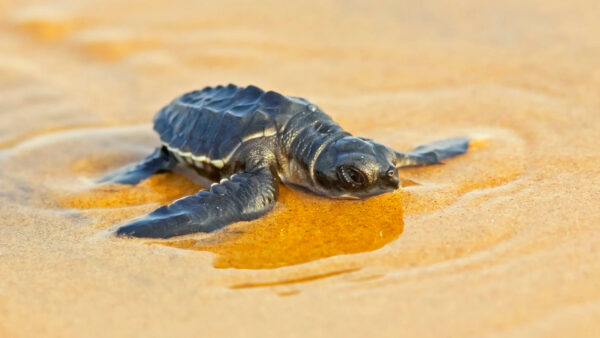 Wallpaper Reptile, Turtle, Sand, Sea, Animals, Baby, Animal