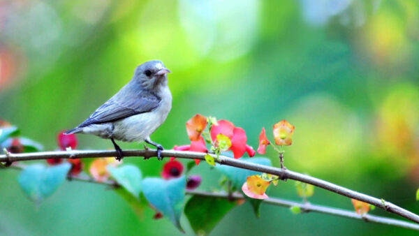 Wallpaper Tree, Green, Little, Branch, Background, Bird, Blur, Bokeh, Birds, Black, White