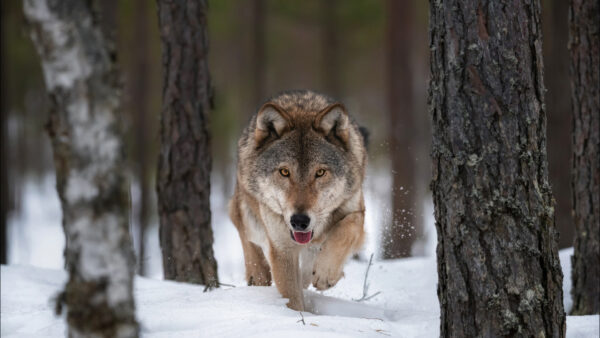 Wallpaper Wolf, Walking, Forest, Snow, Background