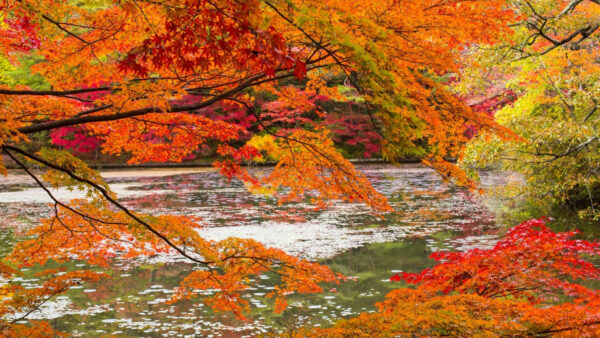 Wallpaper Branches, Desktop, Yellow, Calm, Red, Leafed, Nature, Above, Green, With, River, Tree, Reflection