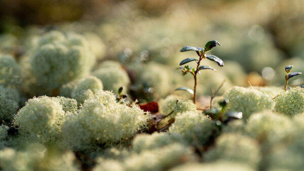 Wallpaper Bokeh, Background, Leaves, Blur, Flowers, Desktop, Sprouts, Mobile