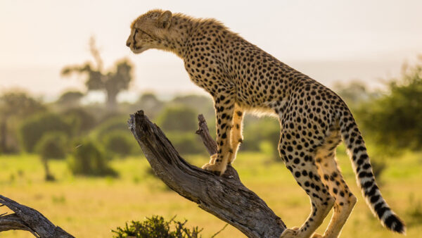 Wallpaper Cheetah, Animals, Standing, Desktop, The, Tree