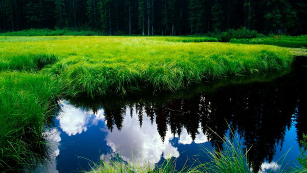 Wallpaper With, Sky, Between, Blue, Body, Cloudy, Water, Grass, Reflection, Green, Nature, Lake