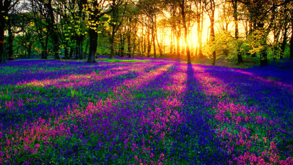 Wallpaper Sunset, Purple, Surrounded, Green, Lavender, Field, Trees, Leaves, During, Plants, Flowers