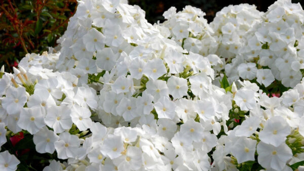 Wallpaper Spring, Flowers, White, Phlox, Garden