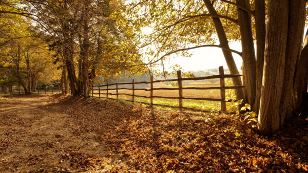 Wallpaper Trees, Leaves, Sunlight, Reflection, Background, Nature, Wood, Fence, Mobile, Green, Desktop, Dry