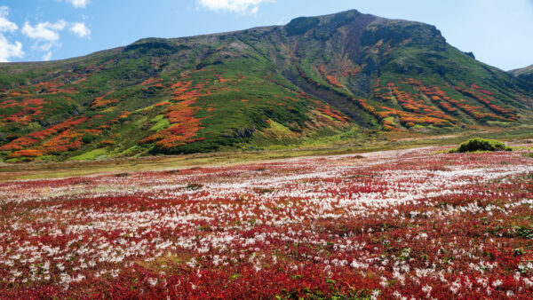 Wallpaper Mountains, Nature, And, Slope, Mobile, Field, Desktop, Flowers, White, Colorful, Blue, Red, Sky, Background