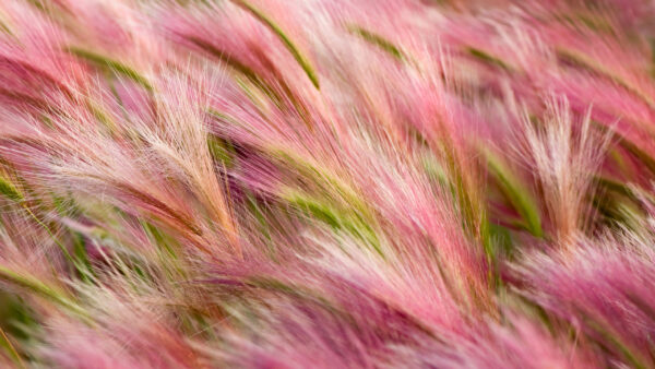 Wallpaper Plant, Barley, Pink, View, Nature, Beautiful