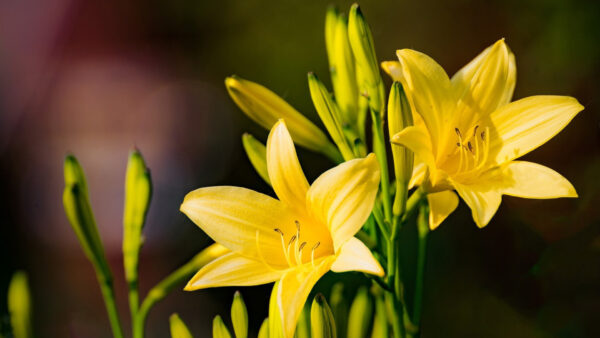 Wallpaper Bud, Yellow, Background, Flowers, Black, Lily