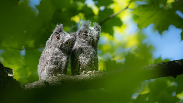 Wallpaper Owl, Are, Branch, Owls, Sitting, Ash, Tree