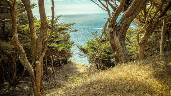 Wallpaper Background, Mobile, Desktop, Cliff, Trees, Blue, View, Ocean, Landscape, Sky, Nature