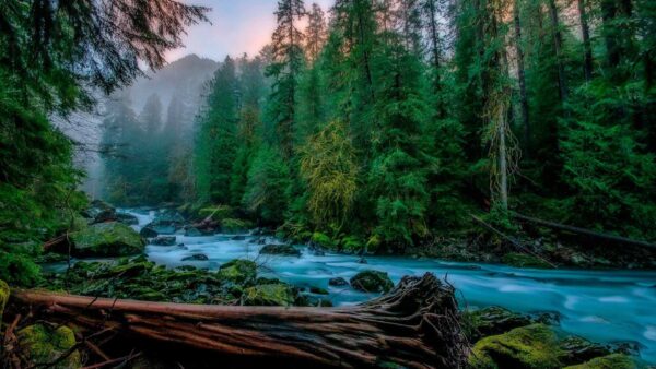 Wallpaper Forest, Stones, Bushes, Between, Green, Scenery, Background, Trees, Stream, River