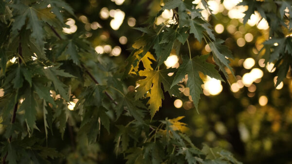 Wallpaper Background, Desktop, Leaves, Mobile, Tree, Nature, Lights, Branches, Green, Bokeh