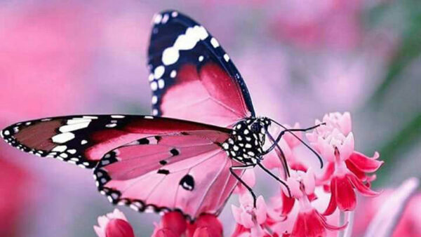 Wallpaper Light, Pink, Black, Flowers, Butterfly, Closeup, View