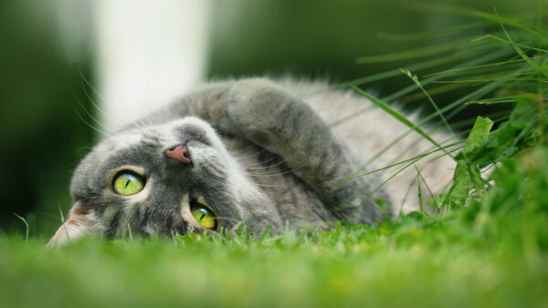 Wallpaper Down, Green, Ash, Lying, Cat, Eyes, Grass, Yellow, Black