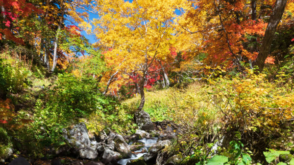 Wallpaper Sky, Under, Colorful, Autumn, Scenery, Blue, Bushes, Trees, Mobile, Desktop, Beautiful
