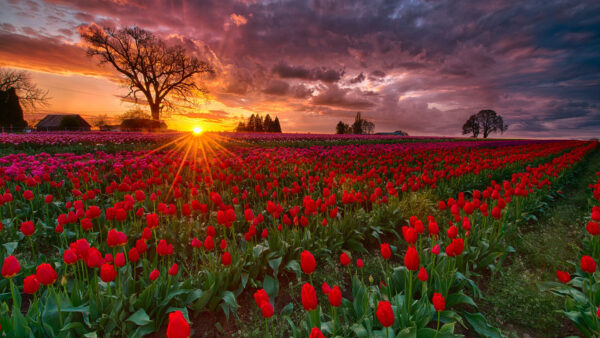 Wallpaper Field, Sky, Under, Common, Dark, Red, Sunset, White, During, Black, Poppy, Clouds, Flowers