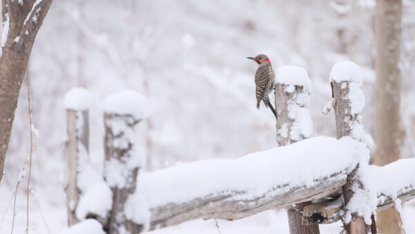 Wallpaper Covered, Flicker, Birds, Northern, Wood, Snow, Bird