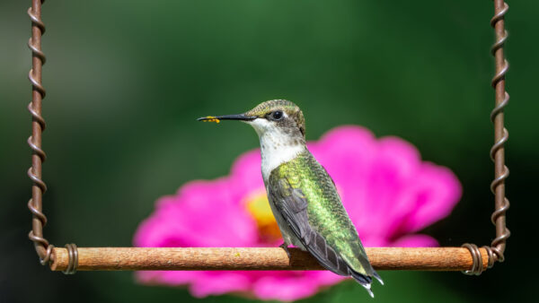 Wallpaper Birds, Green, Hummingbird, Background, Blur, Swing, Pink, Flower, White