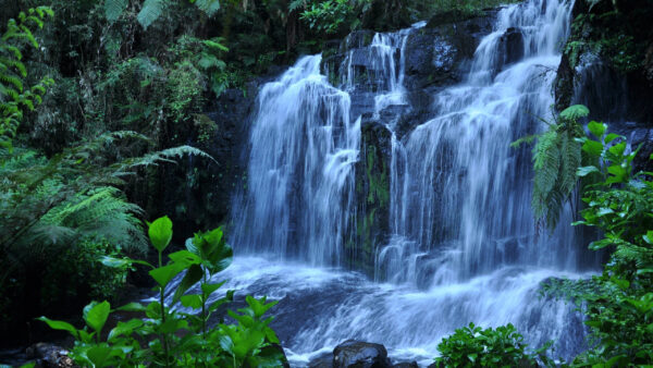 Wallpaper Rock, Trees, Green, Nature, Bushes, From, Waterfalls, Plants, Between