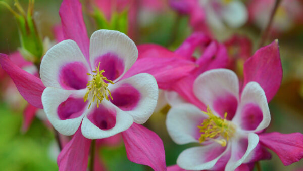 Wallpaper Columbine, Pink, Background, Flowers, White, Blur