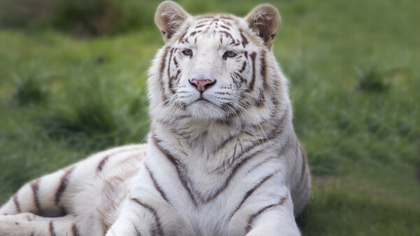 Wallpaper Background, Bengal, Green, Grass, White, Tiger