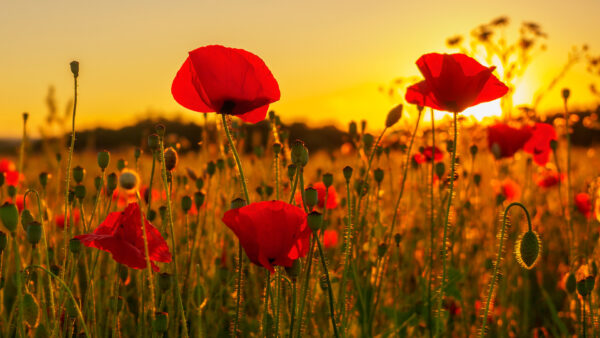 Wallpaper Sunlight, Red, Common, View, Poppy, Closeup, Field, Background, Flowers