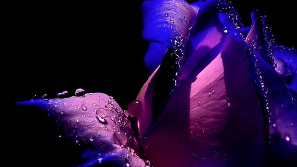Wallpaper Purple, Drops, Black, Water, Background
