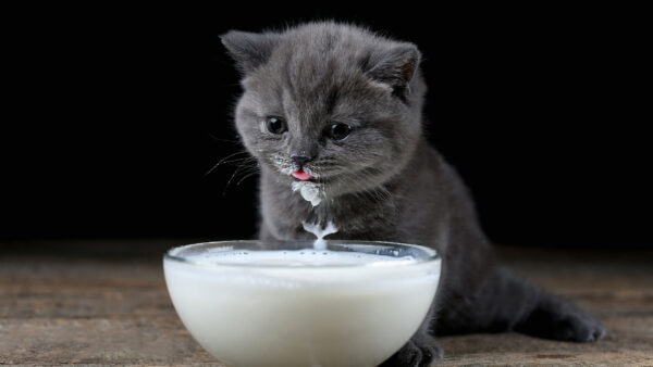 Wallpaper Dark, Milk, Background, Black, Cat, Ash, Drinking, Kitten