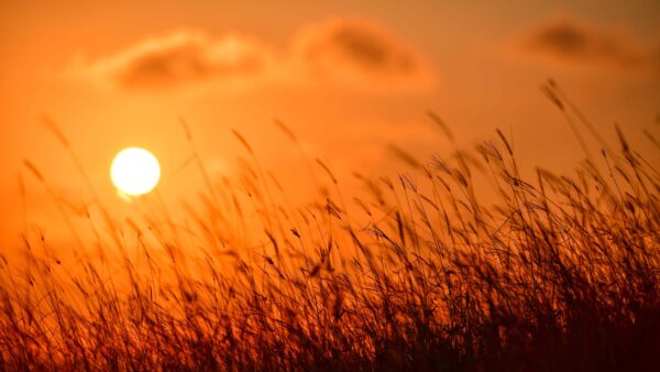 Wallpaper Grass, Desktop, Field, Sunset, View, Mobile, Closeup, During, Nature