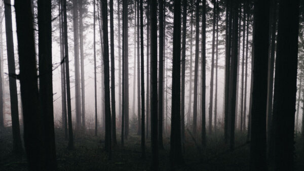 Wallpaper Background, Forest, Nature, Fog, Trees