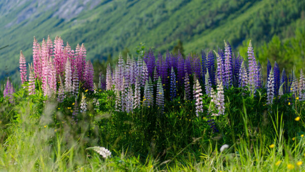 Wallpaper Lupins, Flowers, Background, Pink, Field, Light, Purple, Mountain, Slope