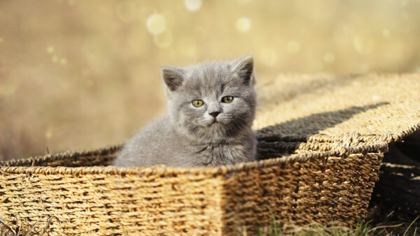 Wallpaper Dark, Background, Bamboo, Bokeh, Grey, Inside, Basket, Sitting, Cat