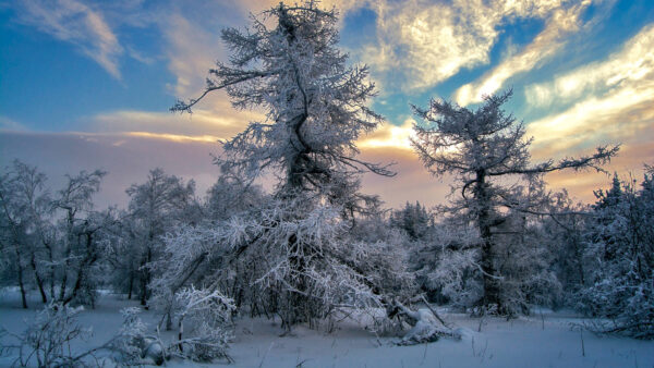 Wallpaper Under, Blue, Bushes, Winter, Field, Clouds, White, Trees, Covered, Sky, Snow