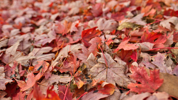 Wallpaper Dry, Red, Leaves, Blur, Brown, Maple, Desktop, Photography, Mobile, Background