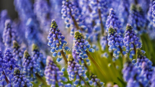 Wallpaper Hyacinth, Blue, Grape, Field, Flowers