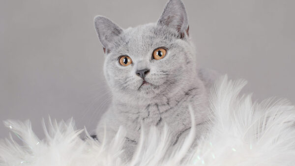 Wallpaper Cat, With, Light, Ash, Stare, Cloth, White, Look, Fur