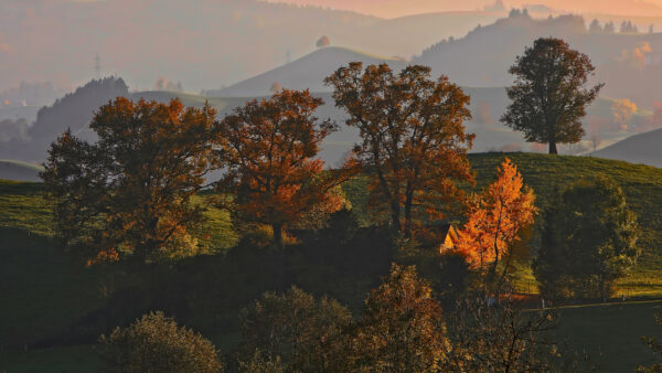 Wallpaper Slope, Autumn, Field, Grass, Yellow, Background, Mountains, Trees, Green