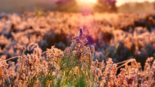 Wallpaper Desktop, Mobile, Blur, Purple, Flowers, Photography, Background, Field, Plant