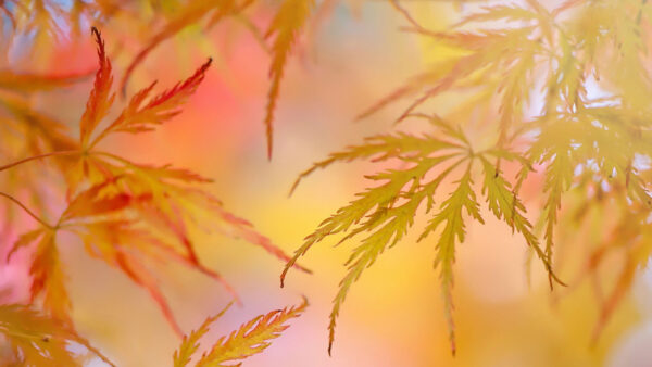 Wallpaper Desktop, Autumn, Blur, Leaves, Background