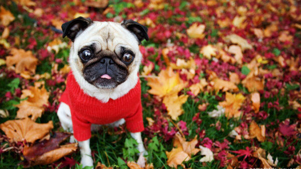 Wallpaper Funny, Red, Dress, With, Leaves, Colorful, Dog, Autumn, Pug, Sitting