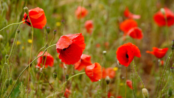 Wallpaper Background, Buds, Leaves, Petals, Blur, Poppies, Flowers, Red, Green, Plants