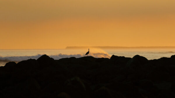 Wallpaper Hill, Bird, Nature, Heron, Silhouette, Standing, Background