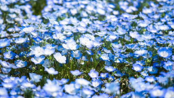 Wallpaper Blue, Flowers, Buds, Background, Leaves, Forget-Me-Not, Field, White, Green, Nature, Blur