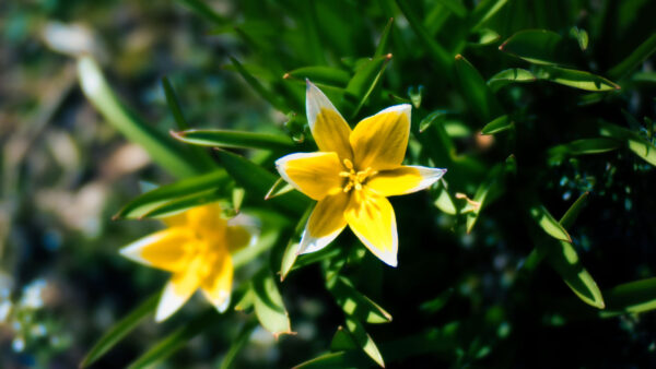 Wallpaper Leaves, White, Tulip, Yellow, Tard, Mobile, Blur, Background, Desktop, Flowers, Green