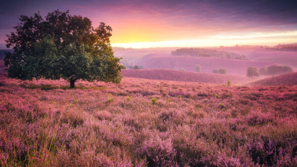 Wallpaper Trees, Silhouette, Background, Purple, Hills, View, Flowers, Field, Nature, Landscape, Desktop