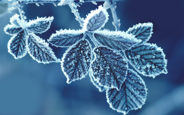 Wallpaper Leaves, Cold