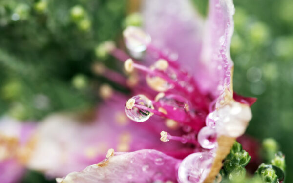 Wallpaper Flower, Droplets