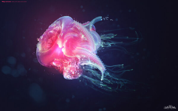 Wallpaper Jellyfish