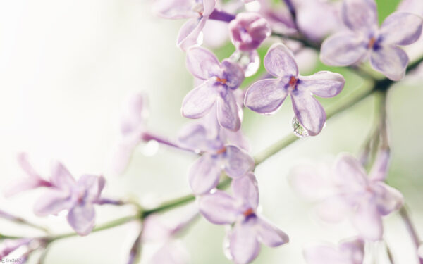 Wallpaper Flowers, Lilac